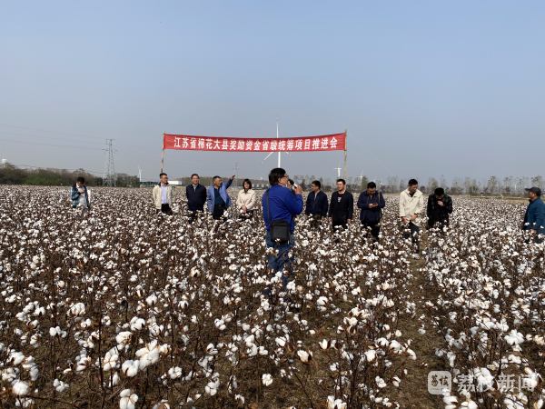 如皋市棉花原种场最新动态报道