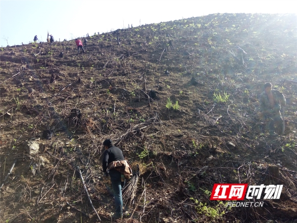 双牌打鼓坪林场天气预报更新