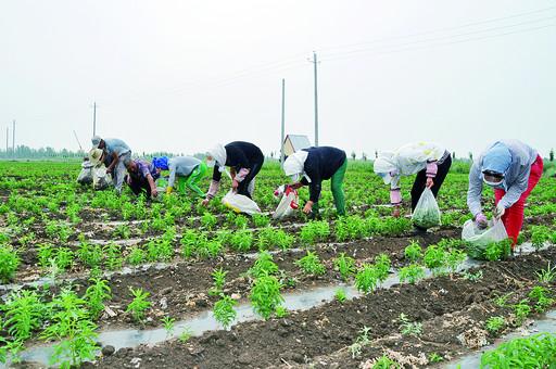 布敦化牧场最新交通动态报道