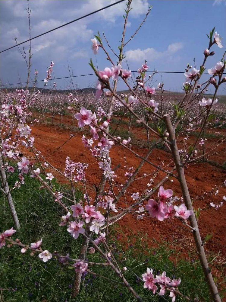 花庄村民委员会最新招聘信息汇总